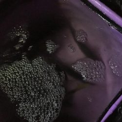 夜サビキでアジ良好